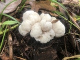 Entoloma abortivum image