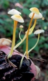Mycena crocea image