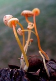 Mycena crocea image