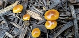 Conocybe rugosa image