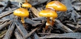 Conocybe rugosa image