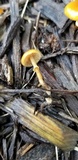 Conocybe rugosa image