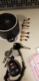 Conocybe rugosa image
