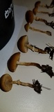 Conocybe rugosa image