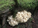 Sparassis crispa image