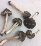 Inocybe subdestricta image