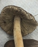 Inocybe subdestricta image