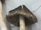 Inocybe subdestricta image