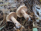 Clitocybe martiorum image