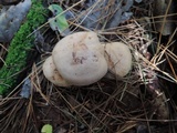 Clitocybe martiorum image