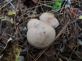 Clitocybe martiorum image