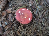 Russula vinosa image