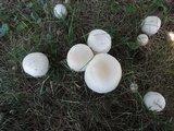 Agaricus arvensis image