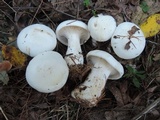 Clitocybe robusta image