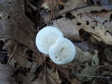 Clitocybe hygrophoroides image