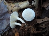 Clitocybe hygrophoroides image