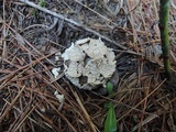 Lycoperdon marginatum image