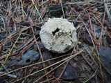 Lycoperdon marginatum image