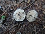 Lycoperdon marginatum image