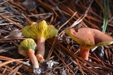Phylloporus rhodoxanthus image