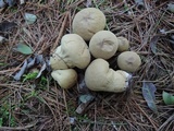 Lycoperdon molle image
