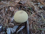 Lycoperdon molle image