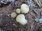 Lycoperdon molle image