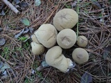 Lycoperdon molle image