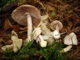 Volvariella surrecta image