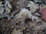 Ramaria flaccida image
