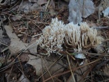 Ramaria flaccida image