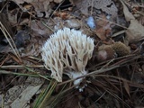 Ramaria flaccida image