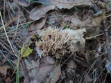 Ramaria flaccida image