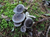 Tricholoma triste image