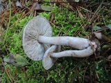 Tricholoma triste image