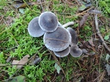 Tricholoma triste image