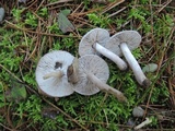 Tricholoma triste image