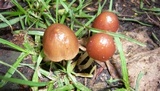 Parasola conopilea image