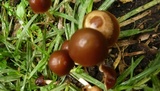 Parasola conopilea image