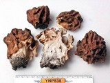 Gyromitra montana image