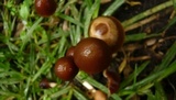 Parasola conopilea image