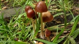 Parasola conopilea image