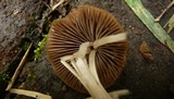 Parasola conopilea image