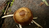 Parasola conopilea image