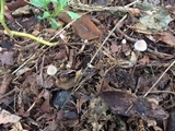Mycena subcaerulea image