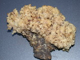 Sparassis crispa image