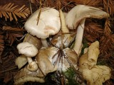 Volvariella surrecta image