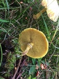 Suillus americanus image