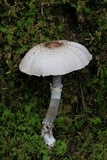 Agaricus vinosobrunneofumidus image