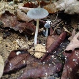 Conocybe aeruginosa image